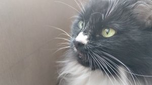 "НЕ ЛЕТАЙТЕ НАДО МНОЙ,ГУЛИ-ГУЛИ🤣