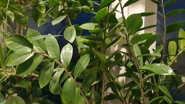 Тебя одну ищу...