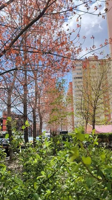 ЦВЕТУЩАЯ ПРИРОДА НА КУБАНИ 2026 АПРЕЛЬ ВЕСНА