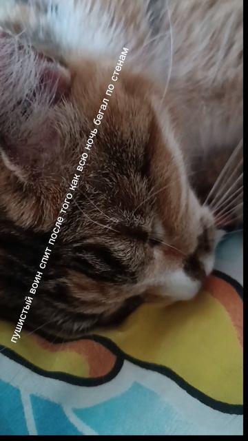 пушистый воин дракона всю ночь сражался с призраками