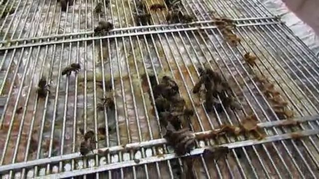 весна на пасеке - особенности постановки магазинов под мед в весенний период, 14.04.2026