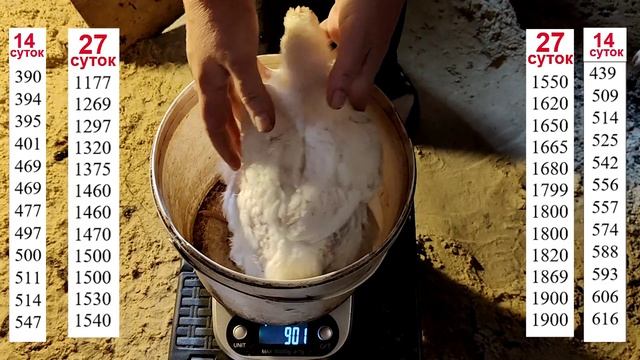 27 суток бройлеру . Тестируем новый к.к для бройлера Фермерская усадьба СерНатти