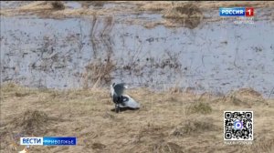 Пернатые и пушистые встречают долгожданную весну