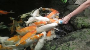Океанариум Underwater World Pattaya кормление карпов.