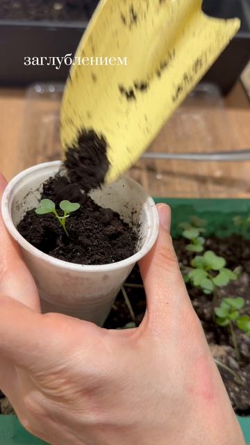 Рассада брюссельской капусты вытянулась - что делать?