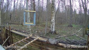 LIVE: На лесной опушке. Природа онлайн