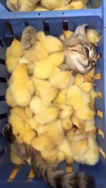 Желтопузики мохнатые, атаковали вы меня!