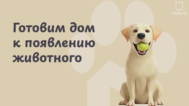 Как подготовить дом к появлению животного