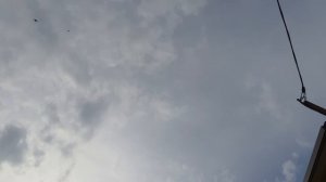 14.04.26 г. Андижанская порода голубей (2)