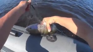 В ЭТОЙ ЯМЕ ДЕД ДЕРЖАЛ КРУПНУЮ СЕТКУ!СНОВА РЫБИНА ВЛЕТЕЛА!