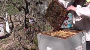 14   апреля  .  Весеннее  развитие   в  ульях  на   увеличенную  рамку   .