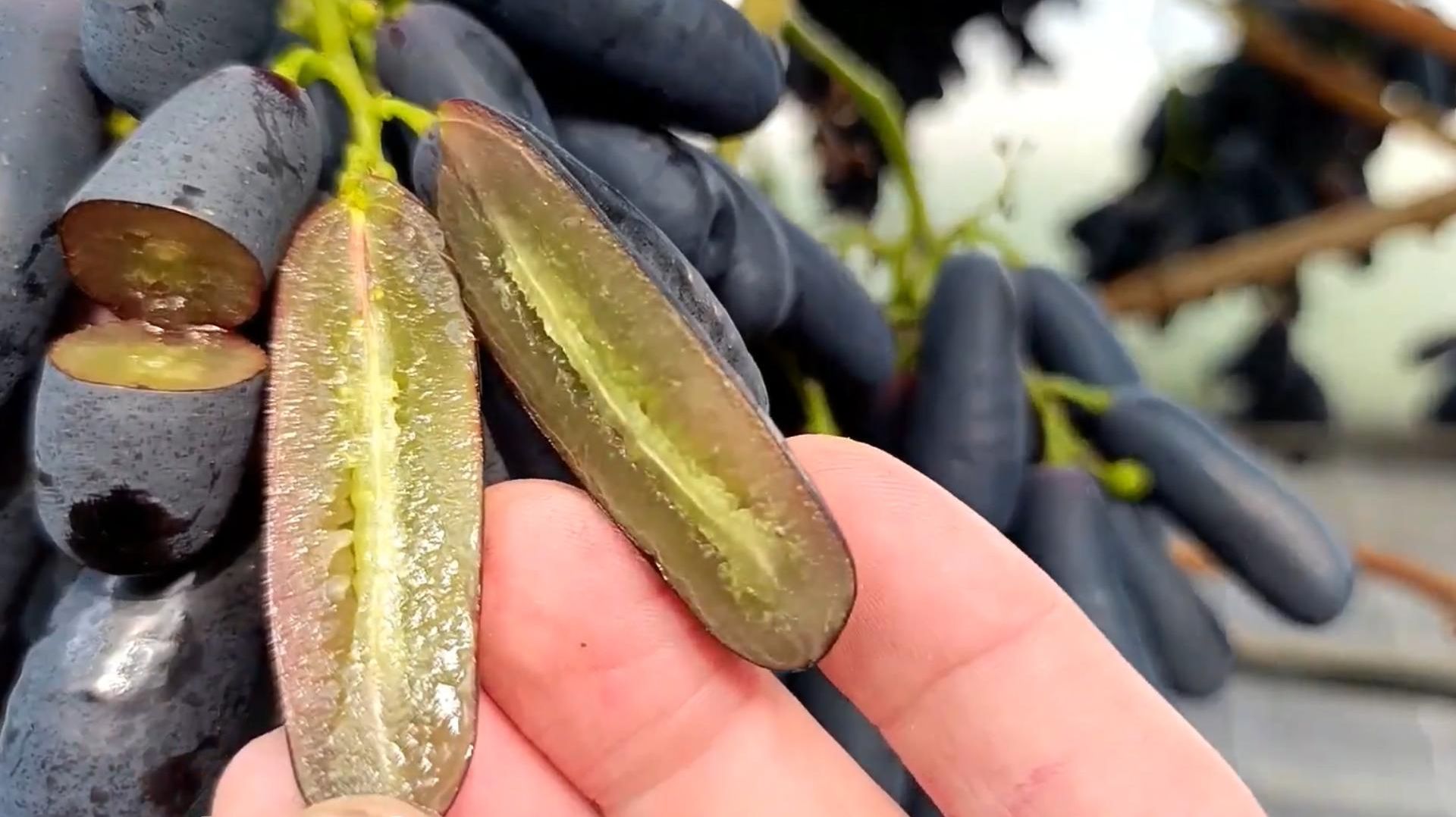 Супер Кишмиш Аватар: статья в описании | Маленькие сады