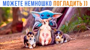 Можете немношко погладить))) Приколы с собаками
