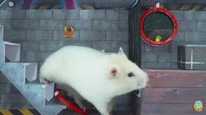 Хомячок убегает из красочного лабиринта с пауком! 11 часть