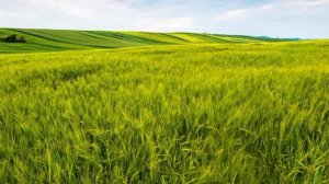 клип на 104 подписчиков