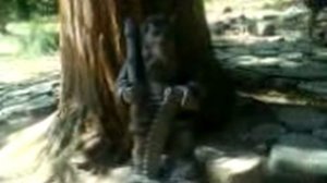 6)СОЧИ ДЕНДРАРИЙ ПАРК(2007 ГОД 8 СЕНТЯБРЯ