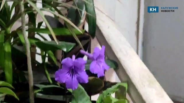 «Всё рухнет скоро» жильцы дома в Калуге боятся обрушения, а власти обещают ремонт