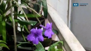 «Всё рухнет скоро» жильцы дома в Калуге боятся обрушения, а власти обещают ремонт