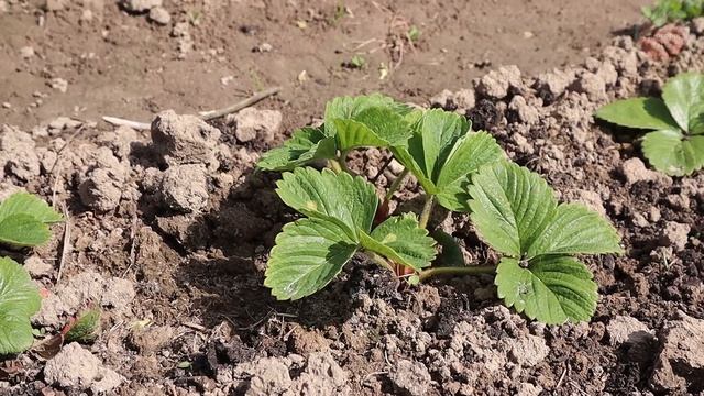 Внесите это в апреле под клубнику чеснок смородину. Подкормка идеально работает по холодной земле!
