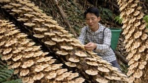 Собираю грибы, дикий женьшень и побеги бамбука. Отправляюсь на рынок продавать. Жизнь во Вьетнаме