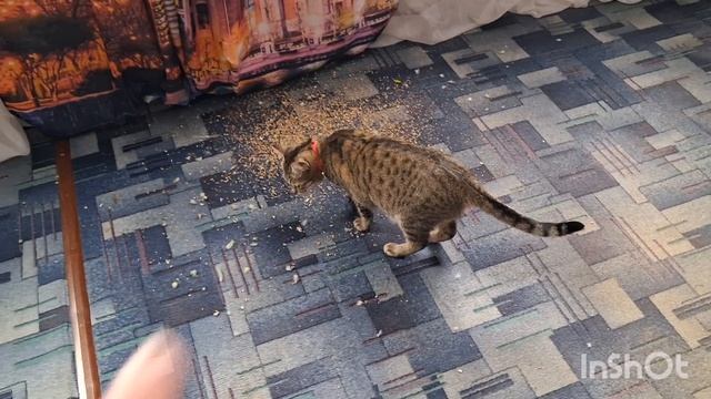 ВТОРНИК ФАНТОМАС НА СВЯЗИ😆ДРЕССИРУЮ БАЗЮ