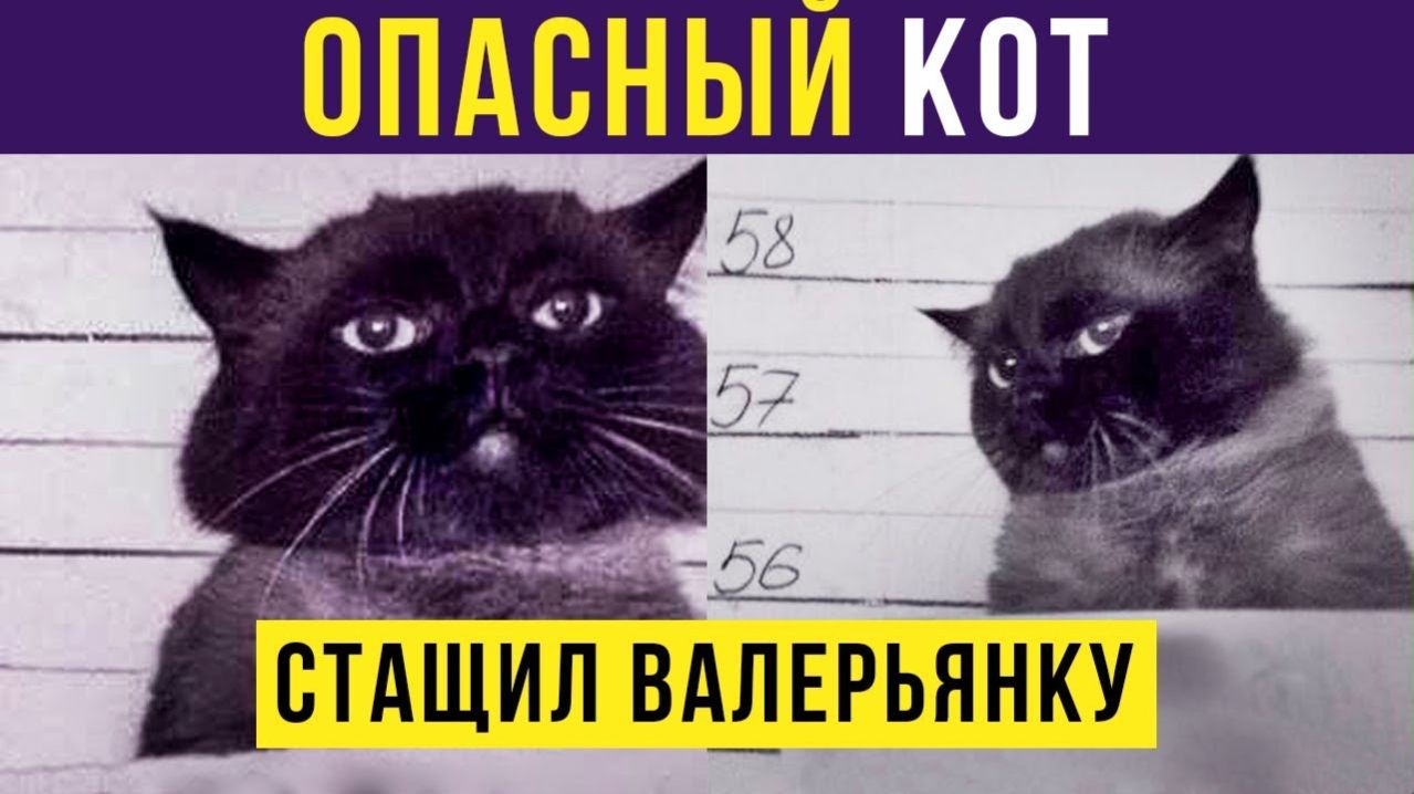 ОПАСНЫЙ КОТ) Приколы с котами