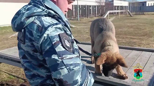 В Центре кинологической службы МВД по Республике Карелия пополнение