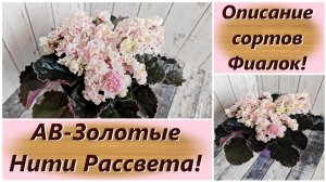 Описание сортов Фиалок! АВ-Золотые Нити Рассвета!
