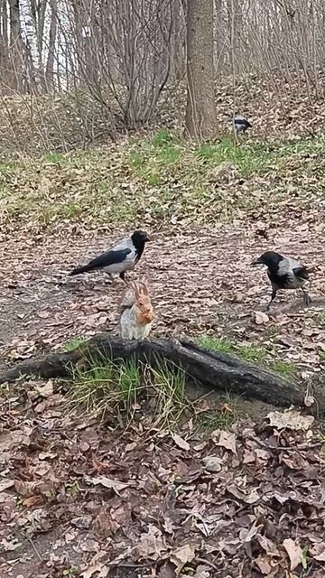 Смелая белка и вороны