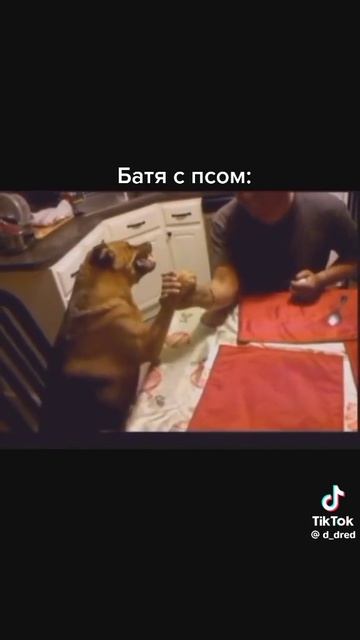 обучение собаки