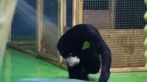 Водные процедуры и игра с мячом у Малайской медведицы Миша