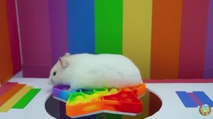 Хомячок убегает из красочного лабиринта с пауком! 12 часть