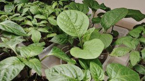 14-04-2026.Моя рассада перцев…томатов и баклажан .