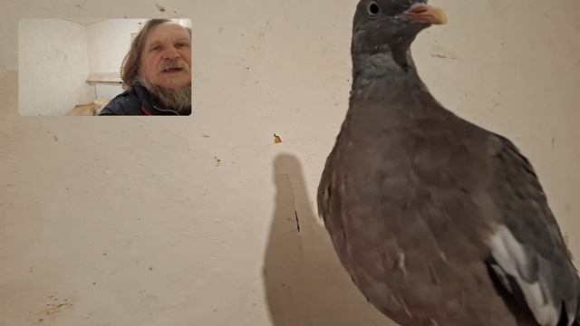 Нашему вяхирю-птеродактилю девять месяцев.