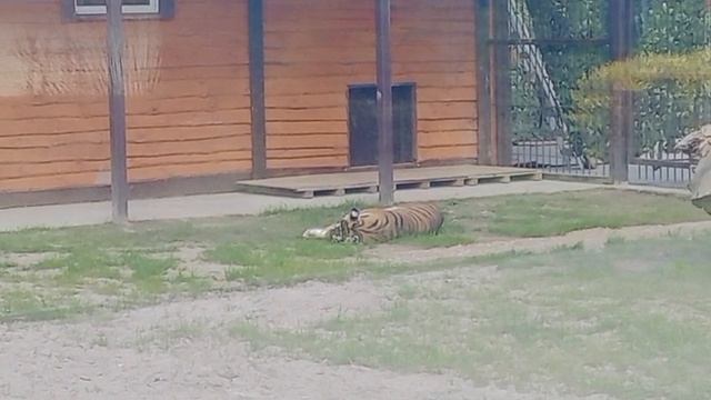 OYLM0648 Видео от Ивана 14.04.2026