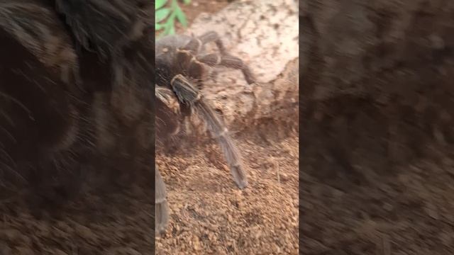 На выставке рептилий и пауков🕷🦎#дети #выставка #рептилии #пауки #ящерица #животные #Москва