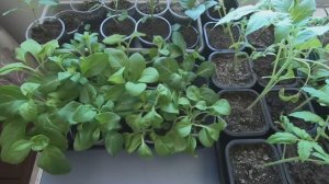 Cад  растений дома