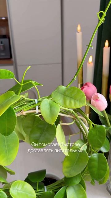 Уход за хойей после обрезки