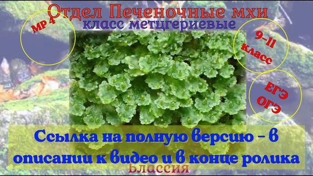 Многообразие мхов. Видеоурок.