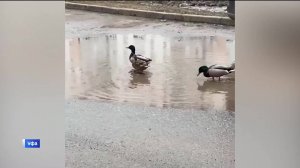 В уфимском микрорайоне Инорс утки поселились в лужах