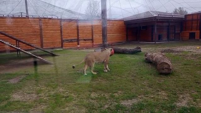 JGQL2001 Видео от Ивана 14.04.2026