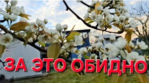 1173 Это всё Предрассудки. А нам Обидно. Простая жизнь в станице на Кубани