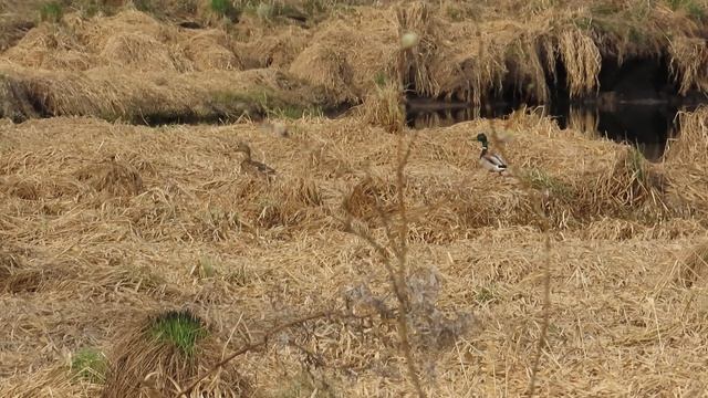 Кряква на лягушачьем болотце.