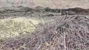 В Троицке делают щепу из веток.