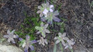 погода в белгородской области весна в белгородской области