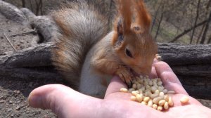 Покормил Белку с Глазиком