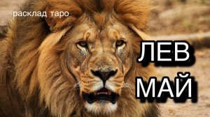 ЛЕВ таро прогноз на май 2026 [расклад таро] [гадание онлайн]