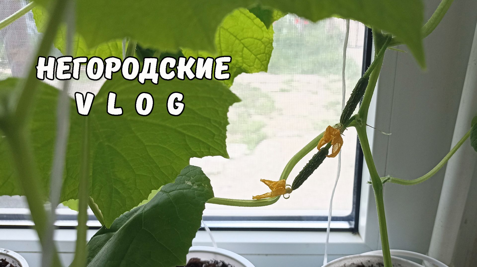 Опять град! Огурцы 