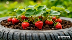 ГОТОВИМ КЛУБНИКУ ДЛЯ РОСТА.