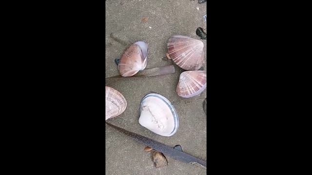 Морской берег усыпанный ракушками. Море.